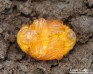 mandelinka bramborová (Brouci), Leptinotarsa decemlineata (Coleoptera)